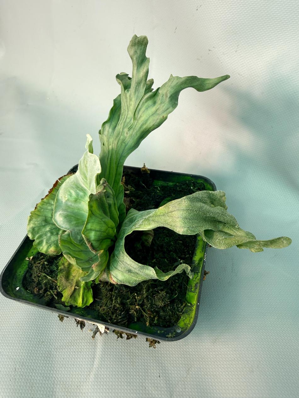 Platycerium Wandae Dwarf & Curling 10