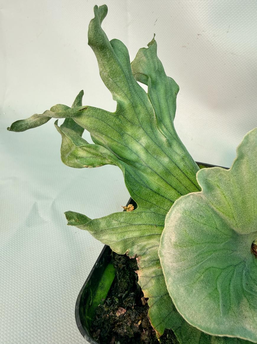 Platycerium Wandae Dwarf & Curling 09