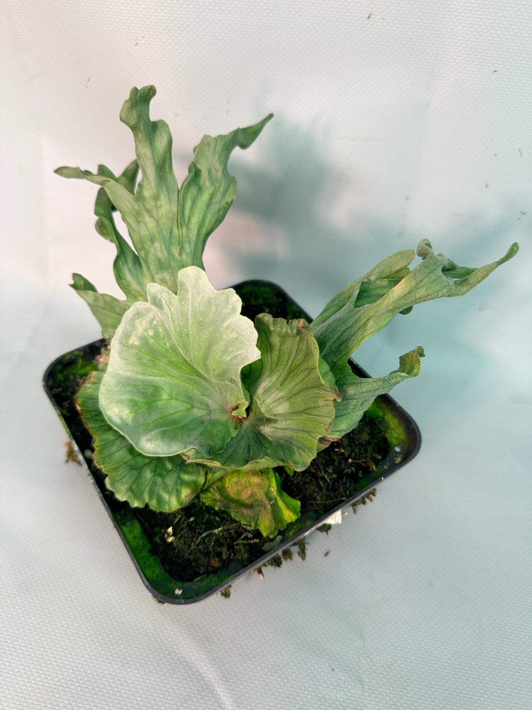 Platycerium Wandae Dwarf &amp; Curling 02
