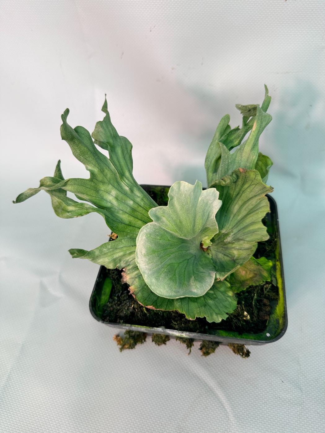Platycerium Wandae Dwarf & Curling 03