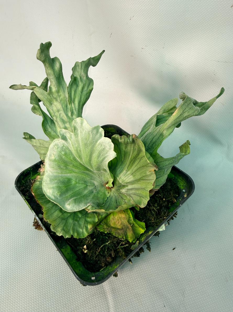 Platycerium Wandae Dwarf &amp; Curling 01
