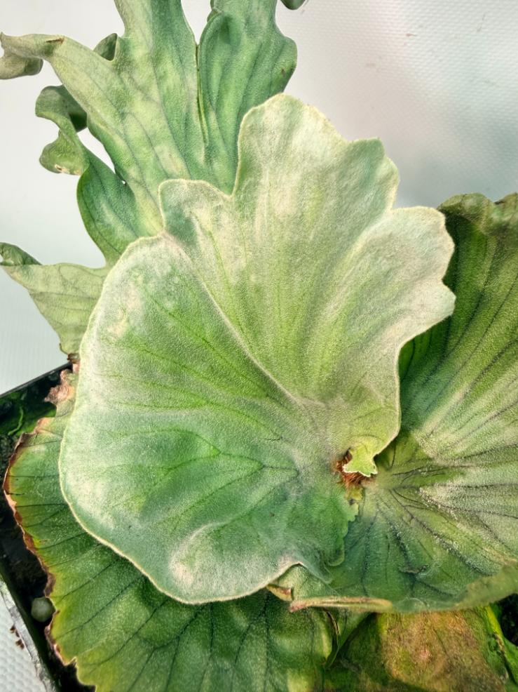 Platycerium Wandae Dwarf & Curling04