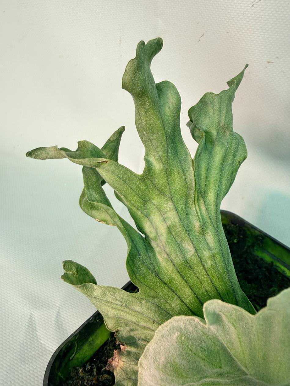 Platycerium Wandae Dwarf & Curling 05