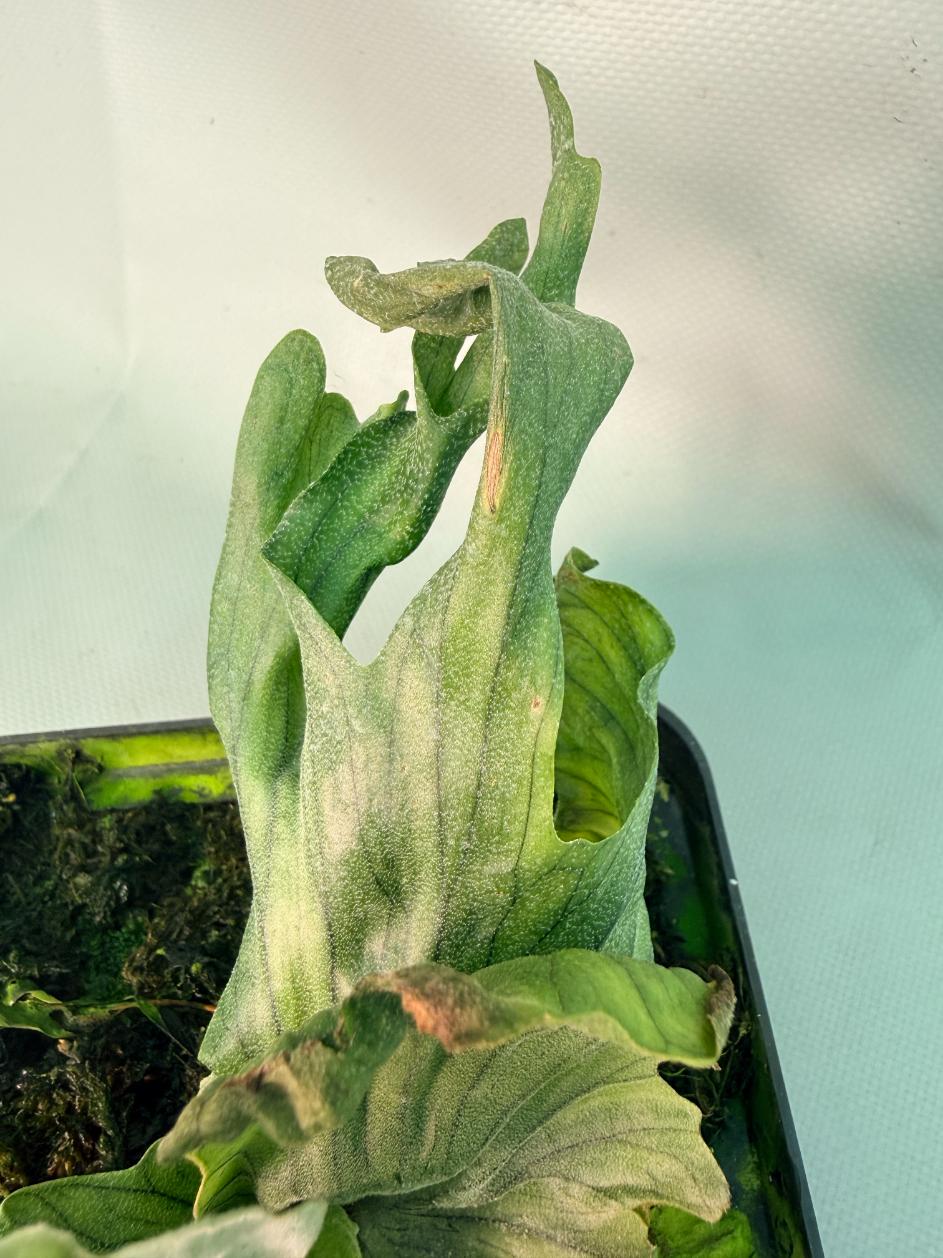 Platycerium Wandae Dwarf & Curling 06