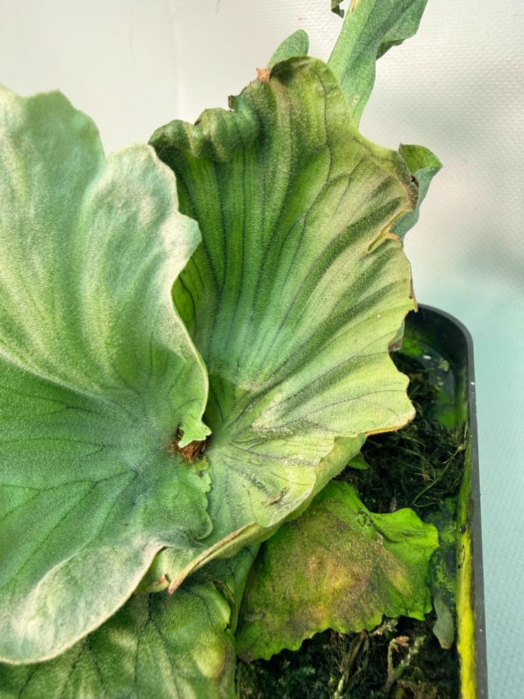 Platycerium Wandae Dwarf & Curling 07