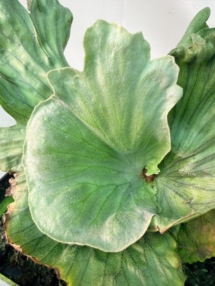 Platycerium Wandae Dwarf & Curling 08