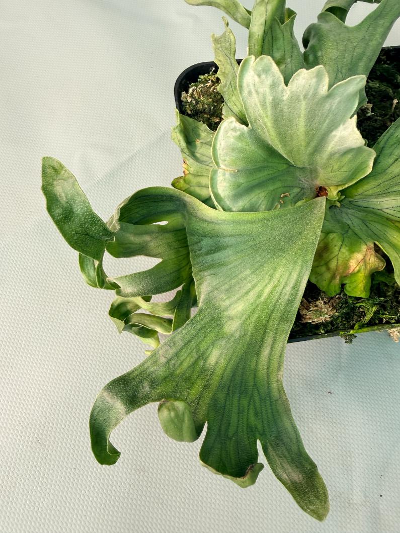 Platycerium Wandae Dwarf & Curling 08