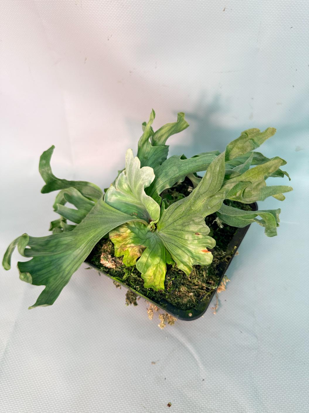 Platycerium Wandae Dwarf &amp; Curling 02