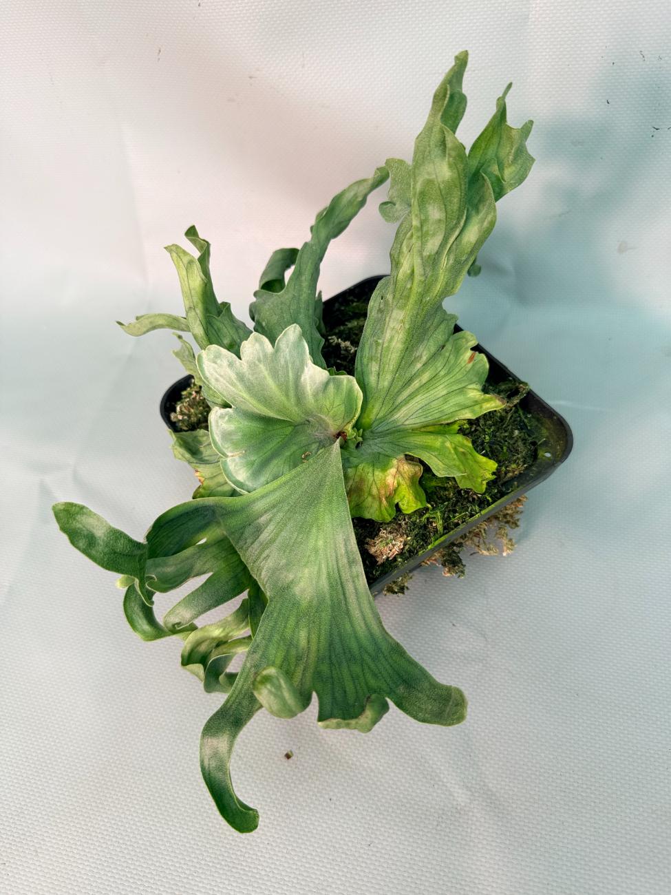 Platycerium Wandae Dwarf &amp; Curling 01