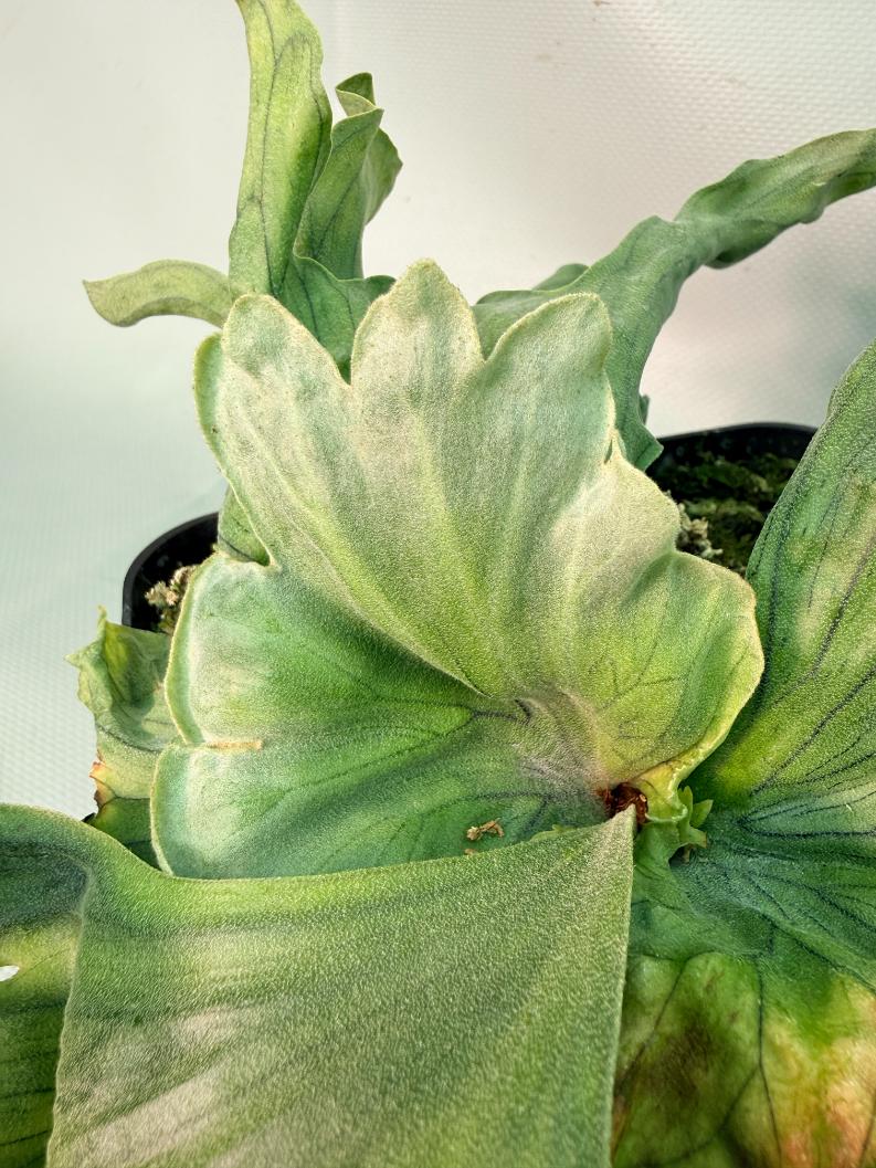 Platycerium Wandae Dwarf & Curling 03