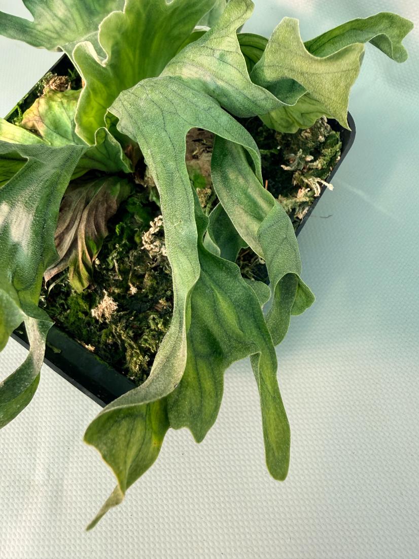 Platycerium Wandae Dwarf & Curling 04