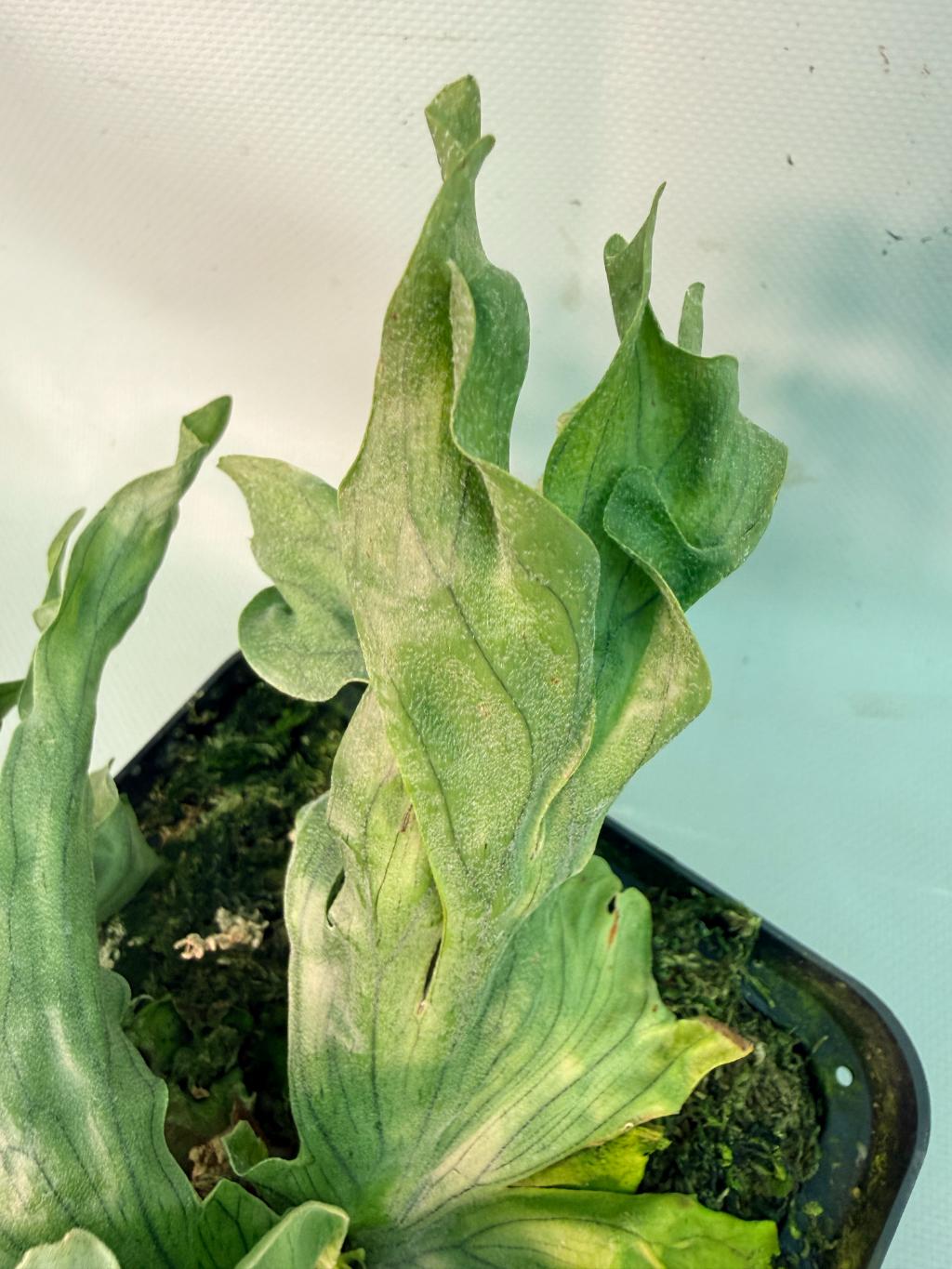 Platycerium Wandae Dwarf & Curling 05