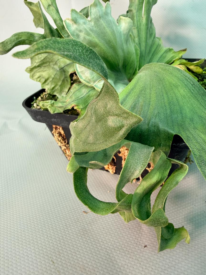 Platycerium Wandae Dwarf & Curling 06