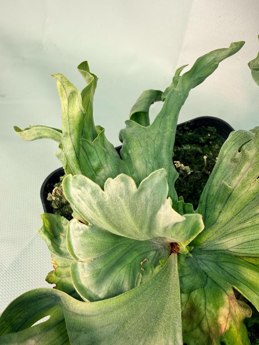 Platycerium Wandae Dwarf & Curling07