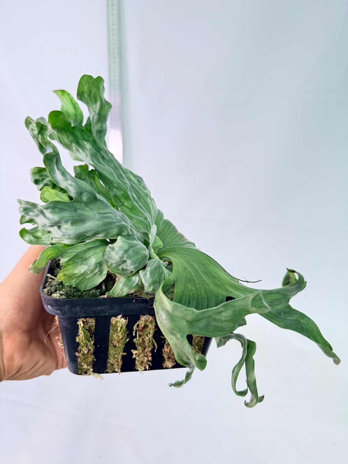 Platycerium Wandae Dwarf & Curling 9