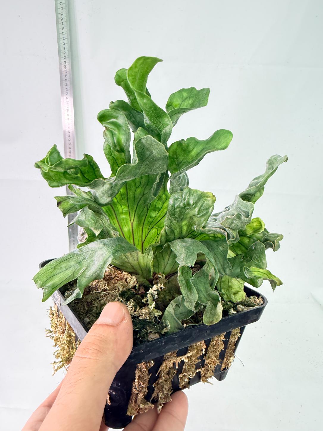 Platycerium Wandae Dwarf & Curling 8