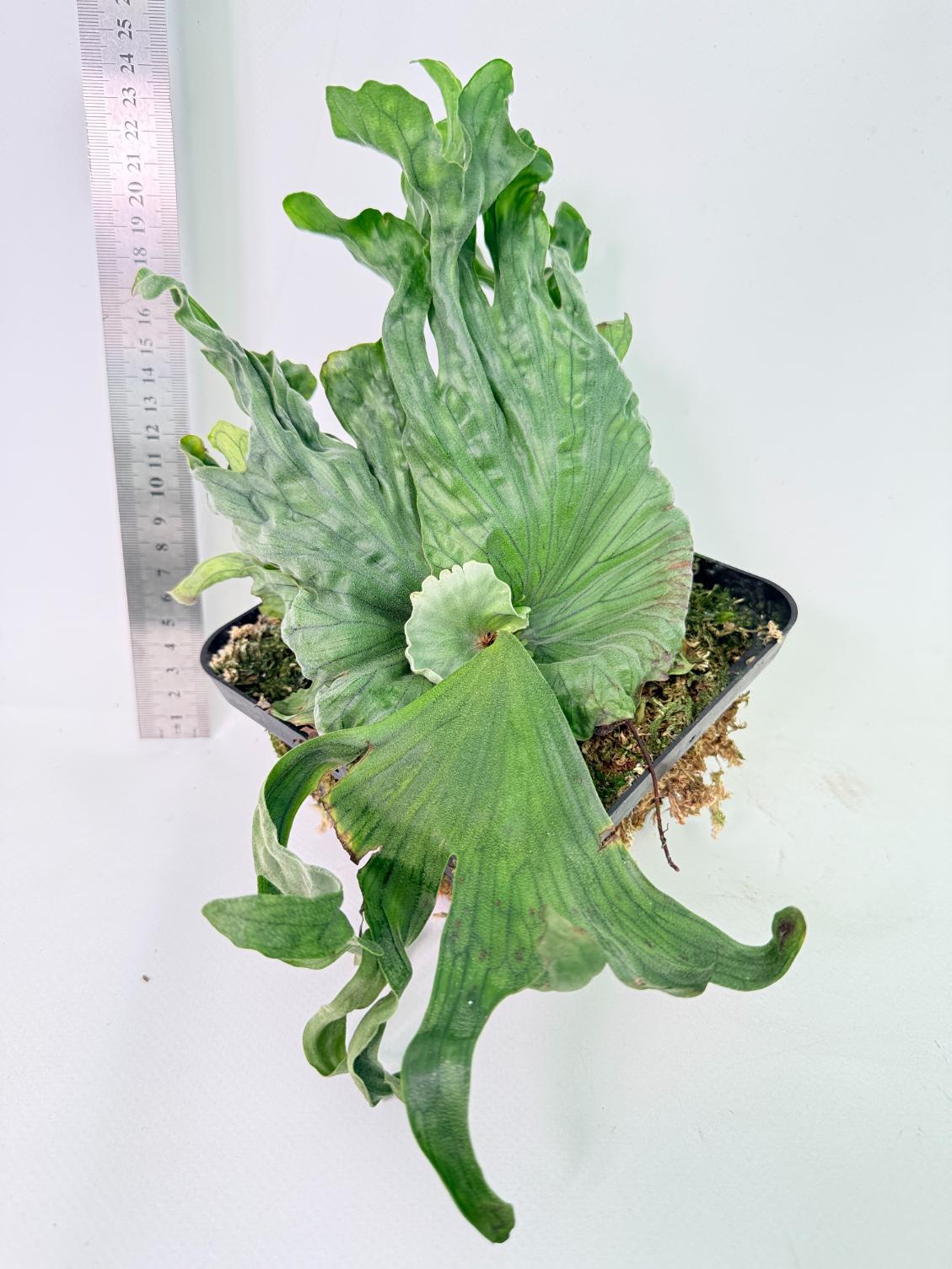 Platycerium Wandae Dwarf & Curling 1