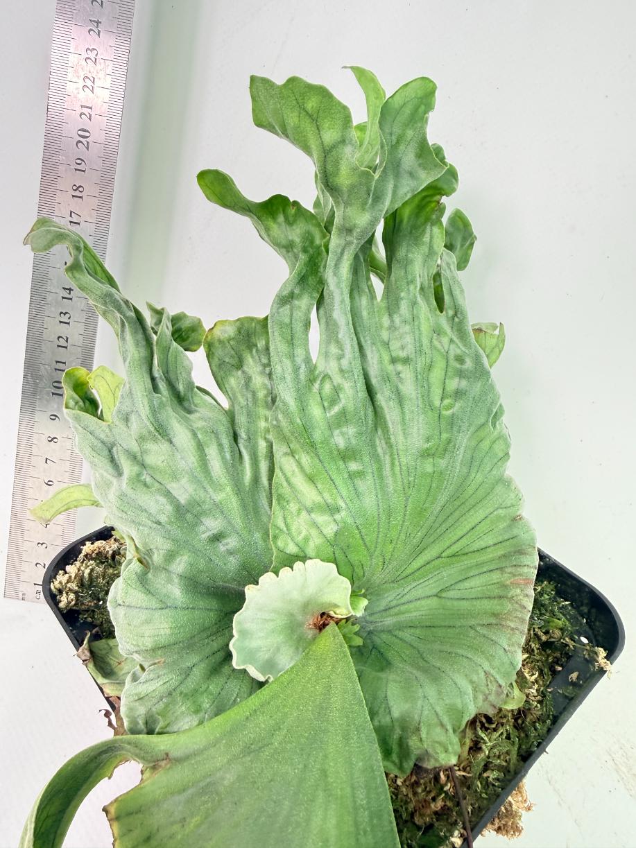 Platycerium Wandae Dwarf & Curling 6