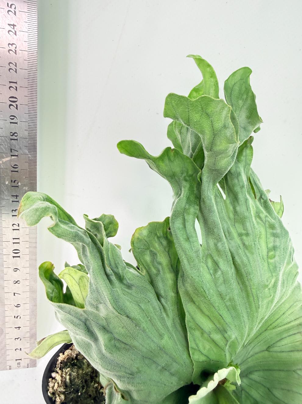 Platycerium Wandae Dwarf & Curling 7