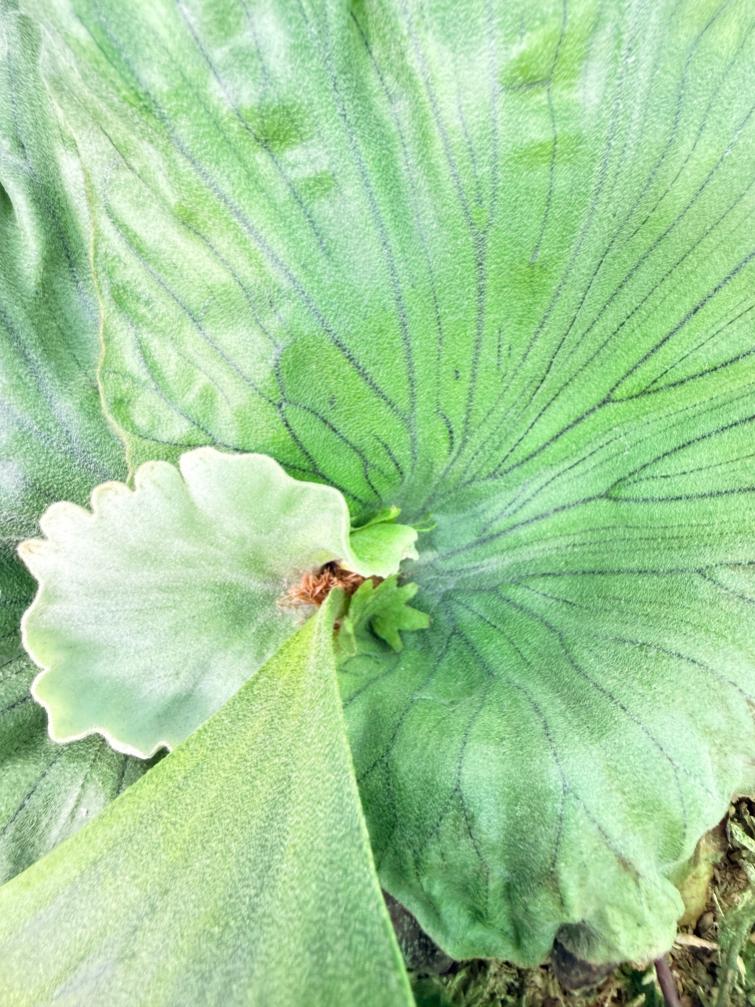 Platycerium Wandae Dwarf & Curling 3