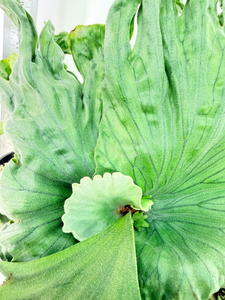 Platycerium Wandae Dwarf & Curling 5