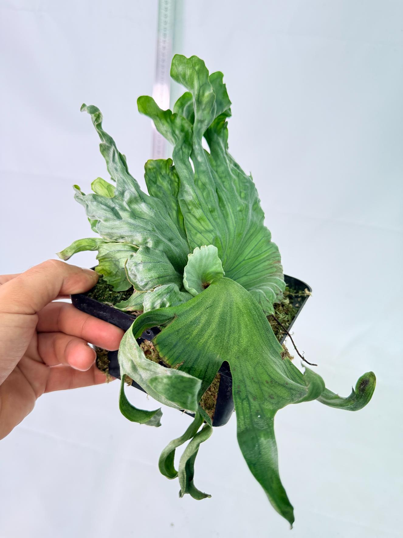 Platycerium Wandae Dwarf & Curling 4