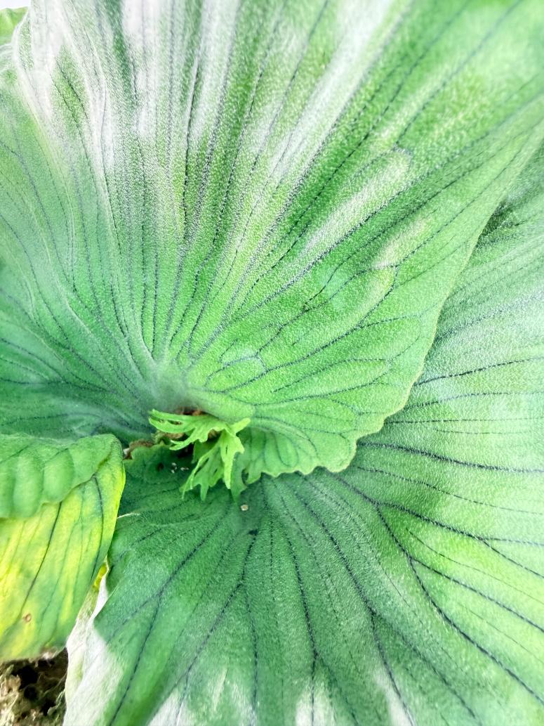 Platycerium Wandae Dwarf & Curling 4
