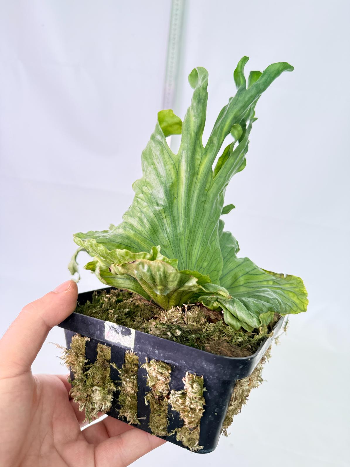 Platycerium Wandae Dwarf & Curling 6