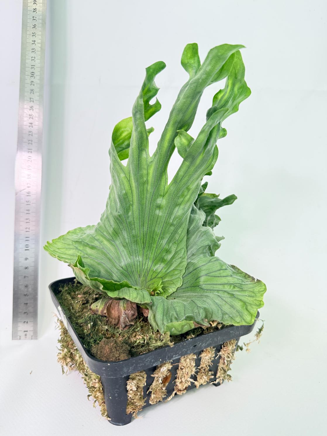 Platycerium Wandae Dwarf & Curling 8