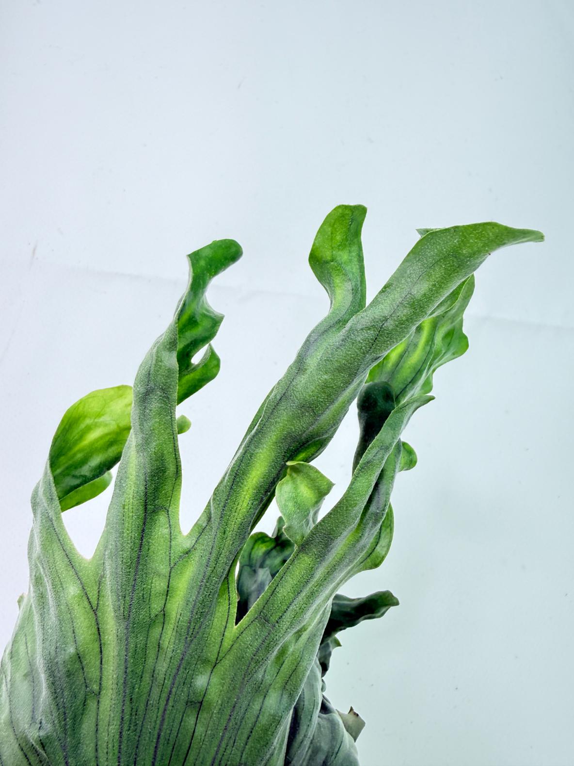 Platycerium Wandae Dwarf & Curling 2