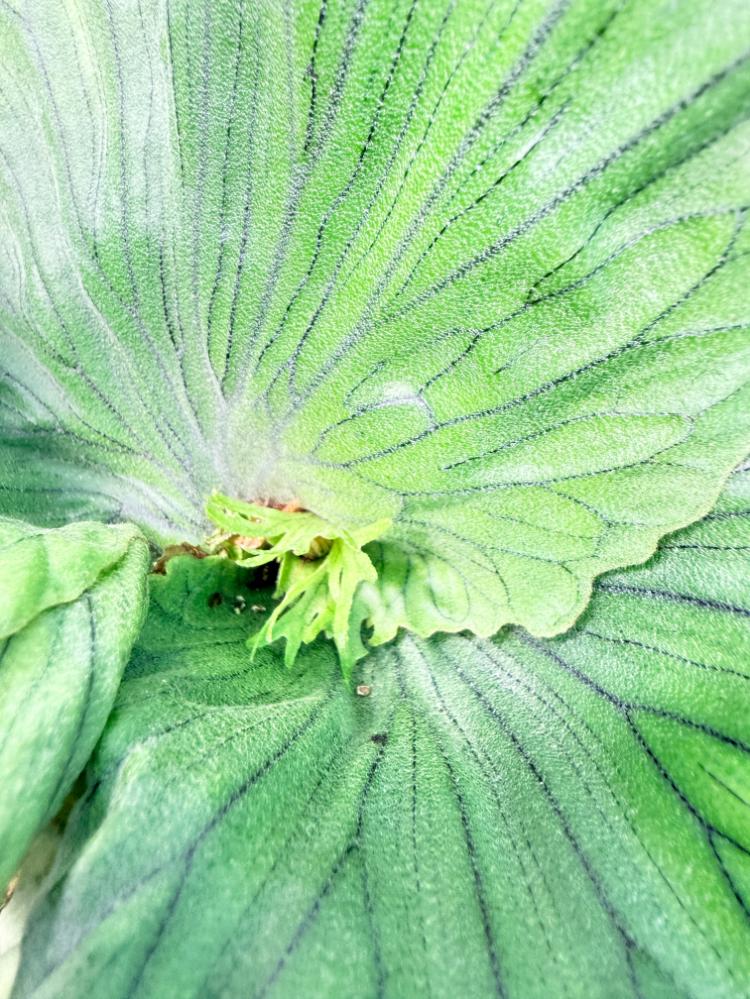 Platycerium Wandae Dwarf & Curling 7
