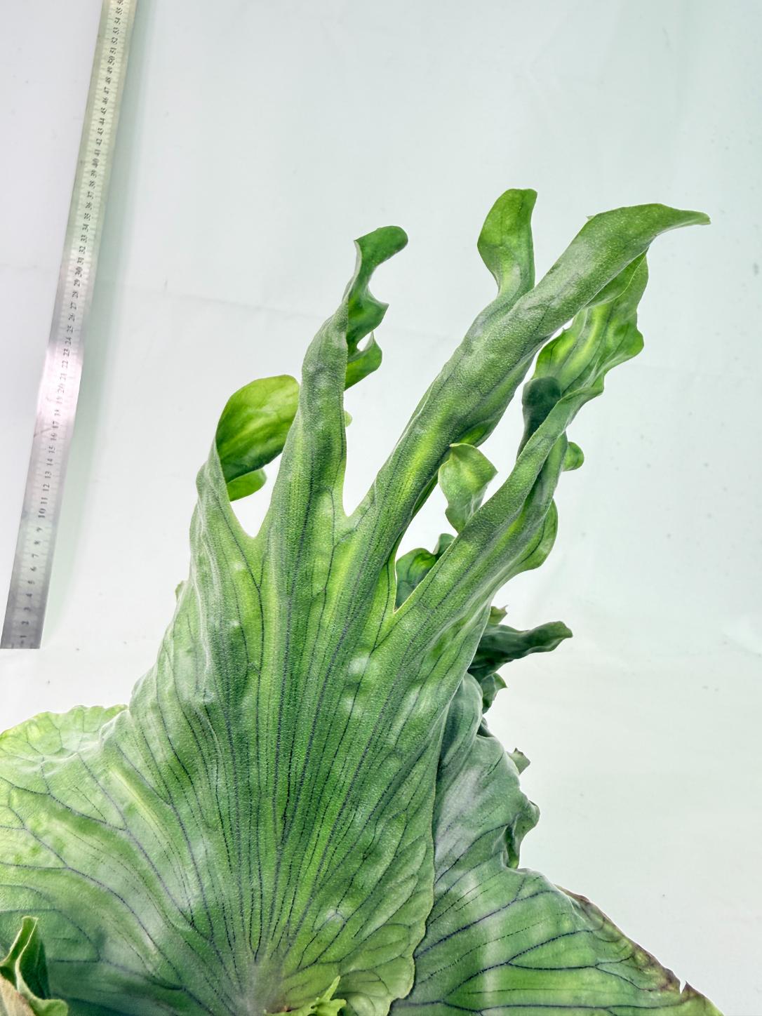Platycerium Wandae Dwarf & Curling 5