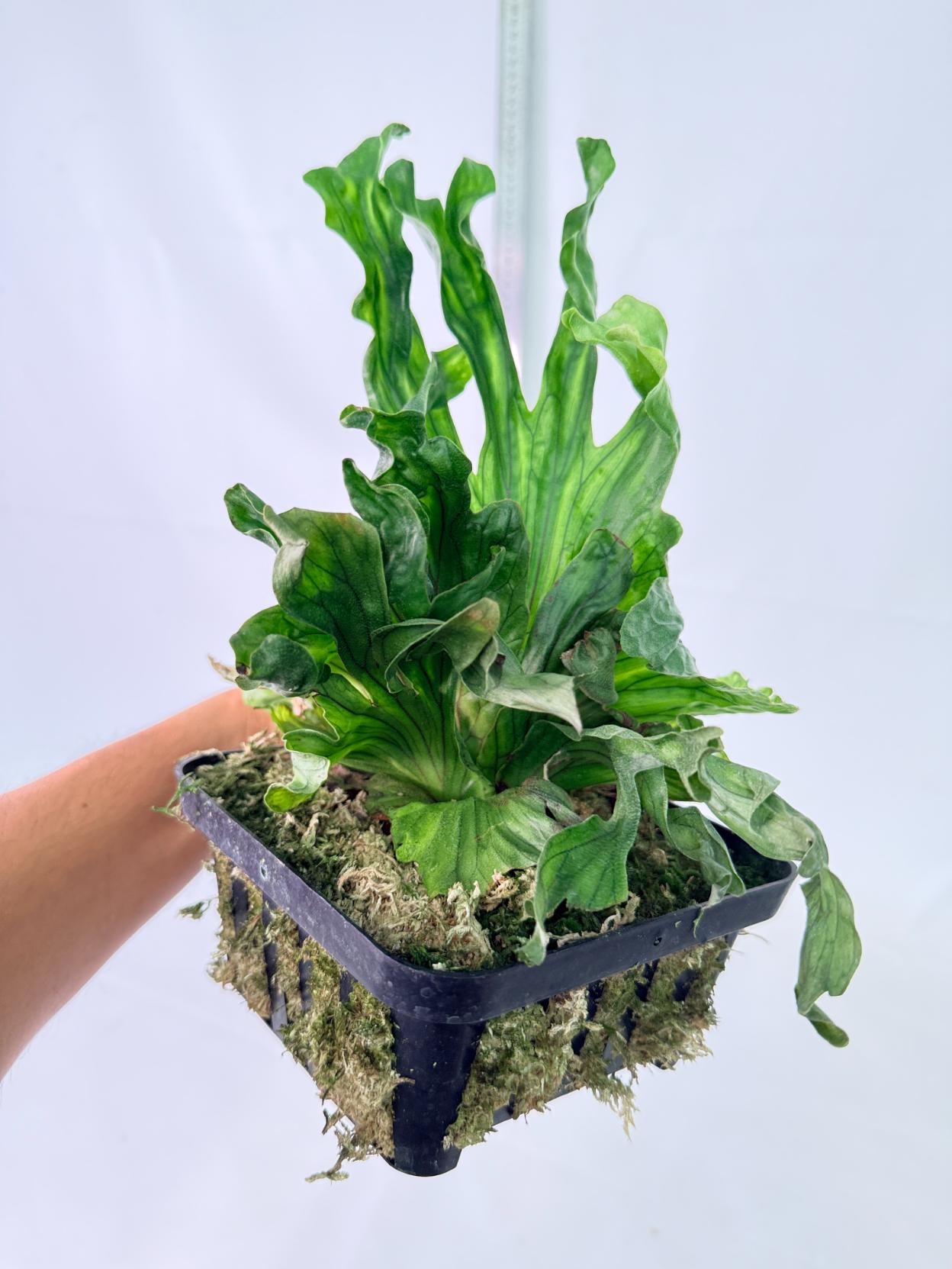 Platycerium Wandae Dwarf & Curling 1