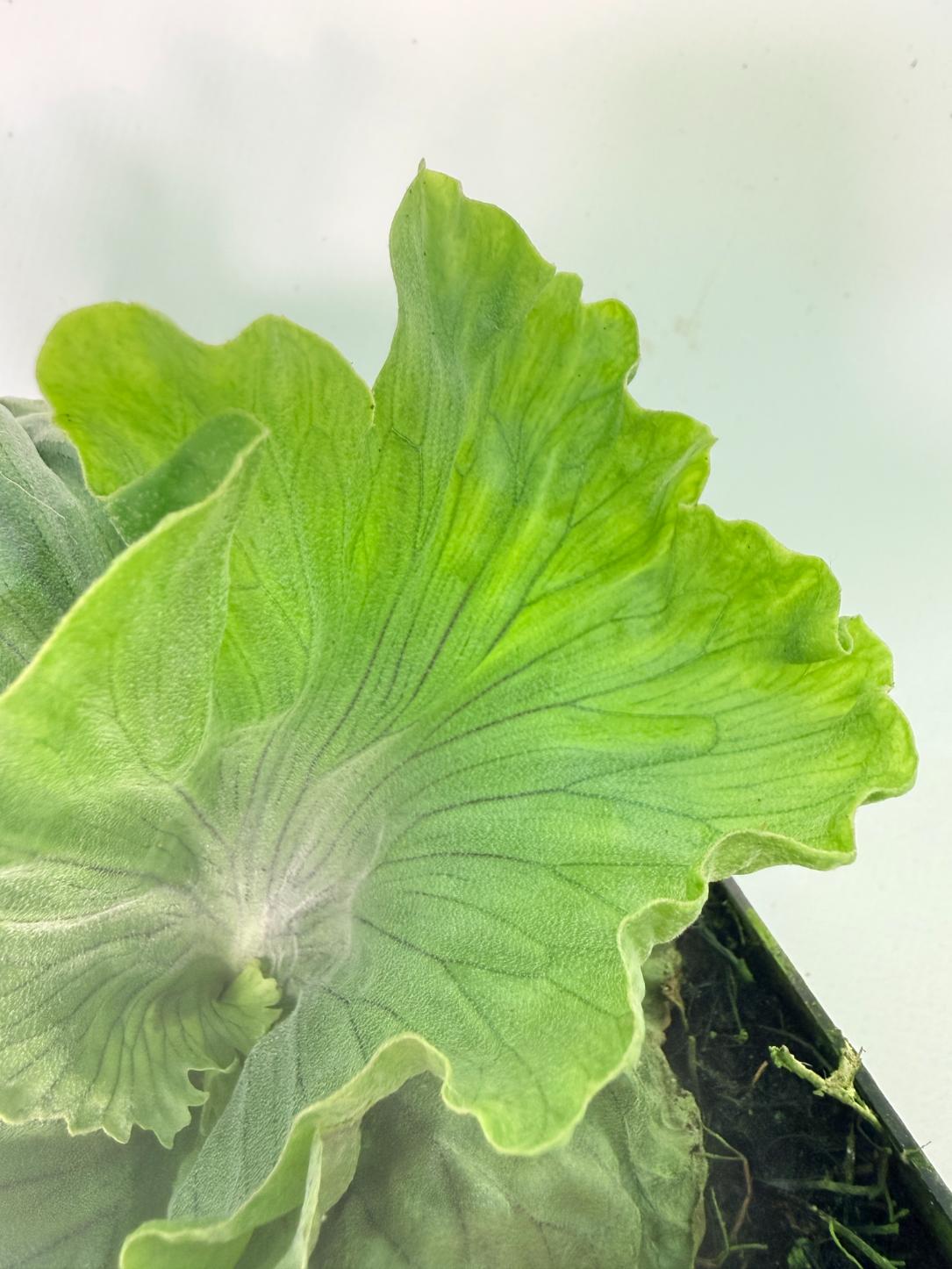 Platycerium Wandae Dwarf & Curling 08