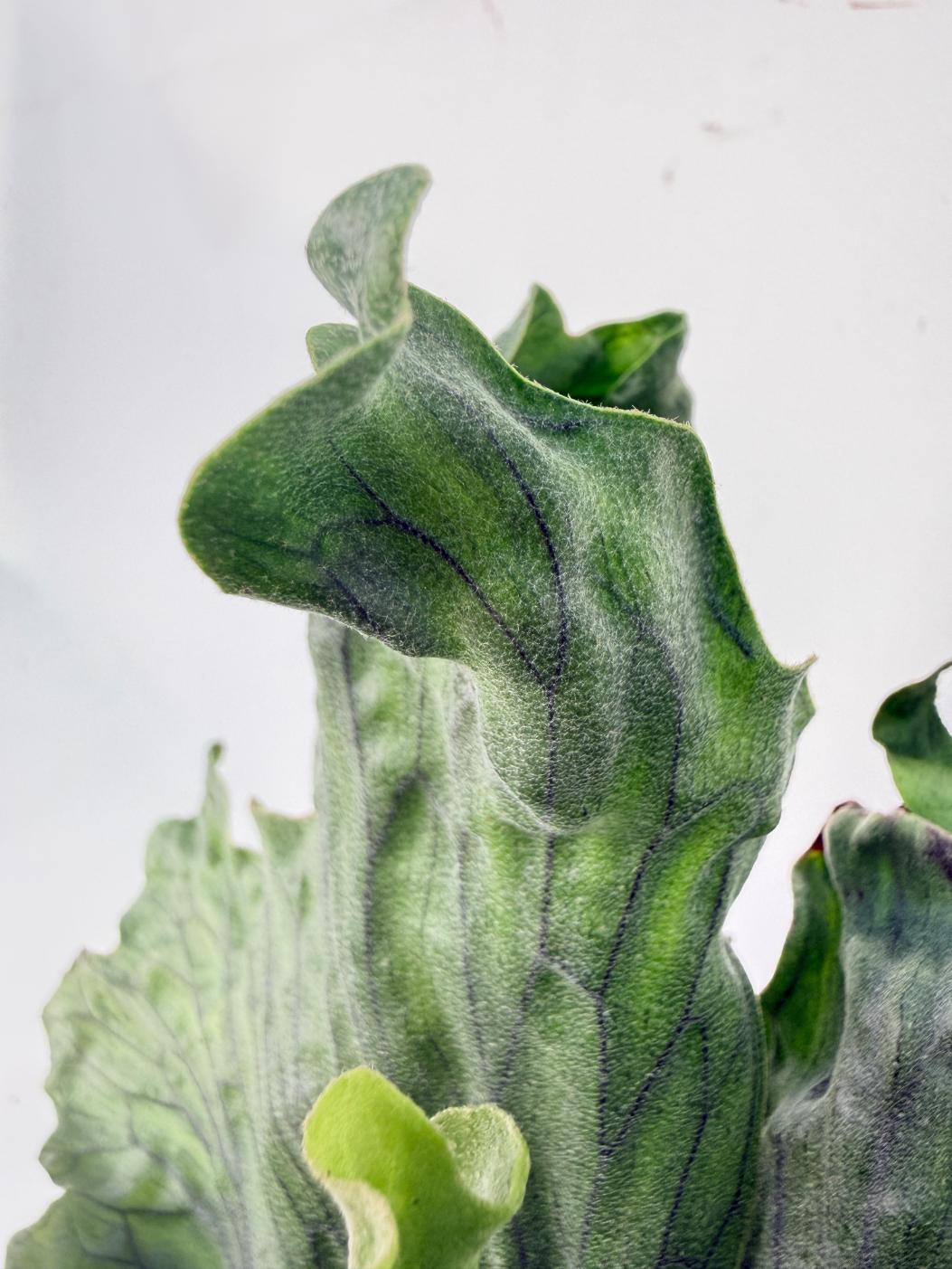 Platycerium Wandae Dwarf & Curling 09