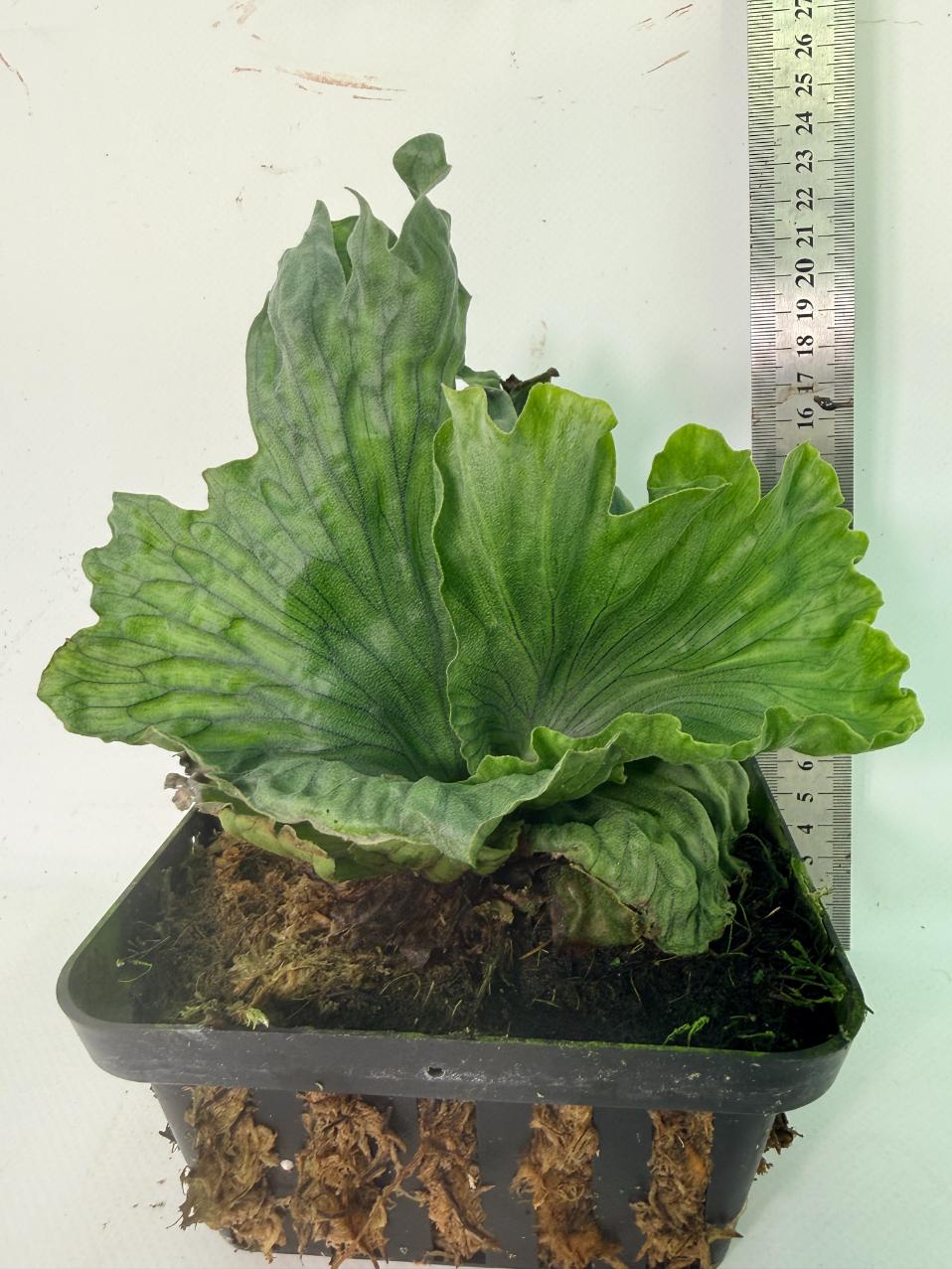 Platycerium Wandae Dwarf & Curling 10