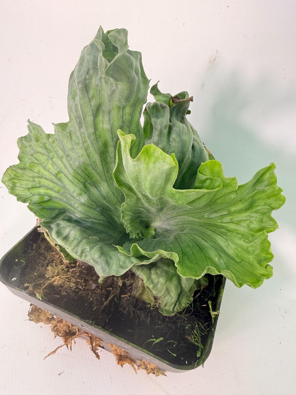 Platycerium Wandae Dwarf & Curling 01