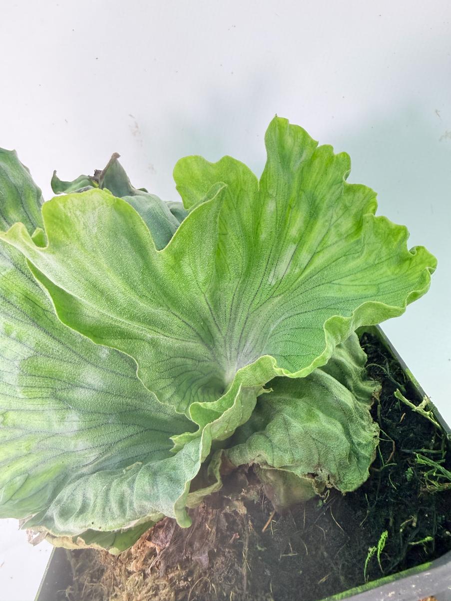 Platycerium Wandae Dwarf & Curling 03