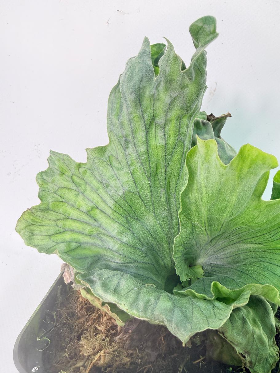 Platycerium Wandae Dwarf & Curling 04