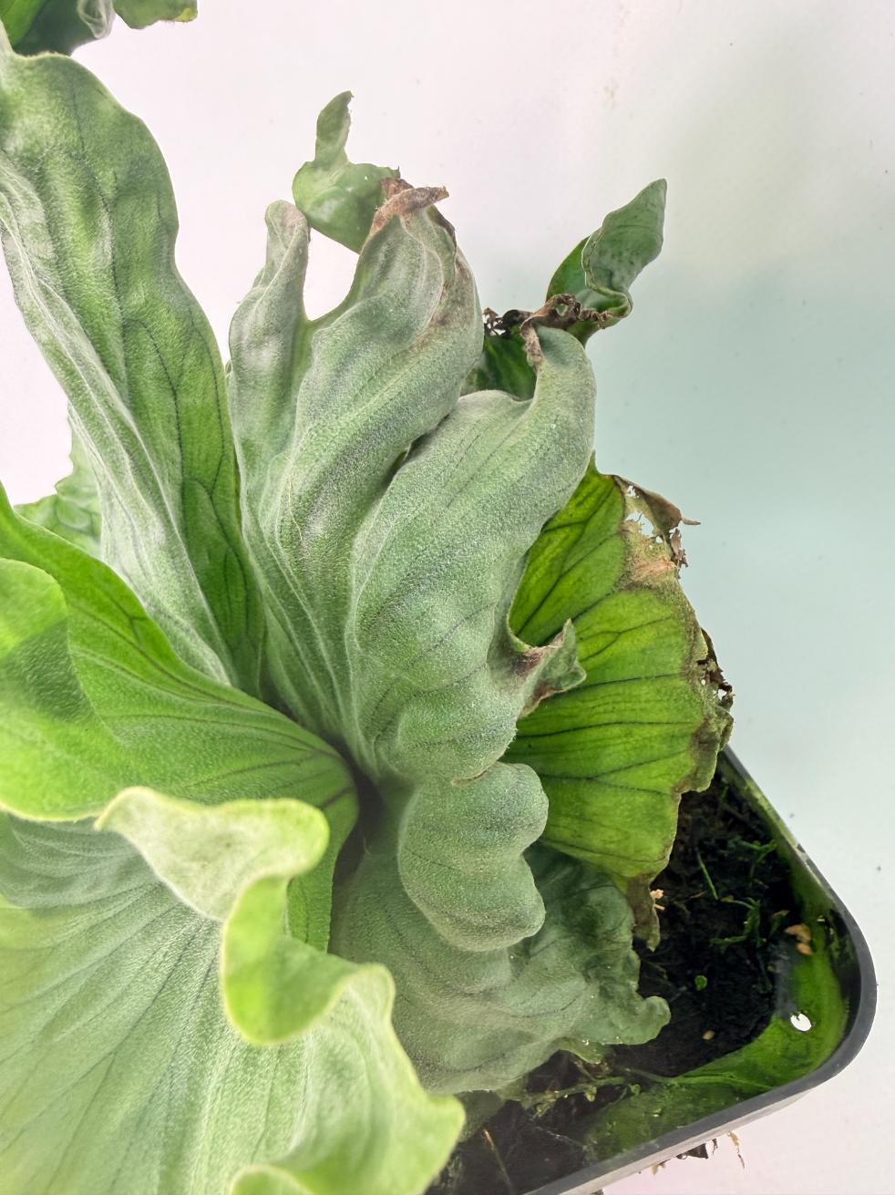 Platycerium Wandae Dwarf & Curling 05
