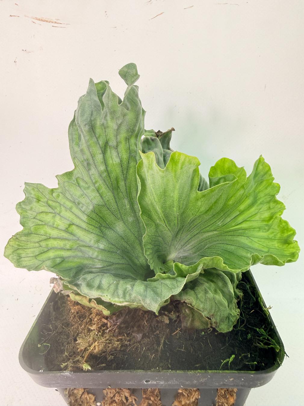 Platycerium Wandae Dwarf & Curling 06