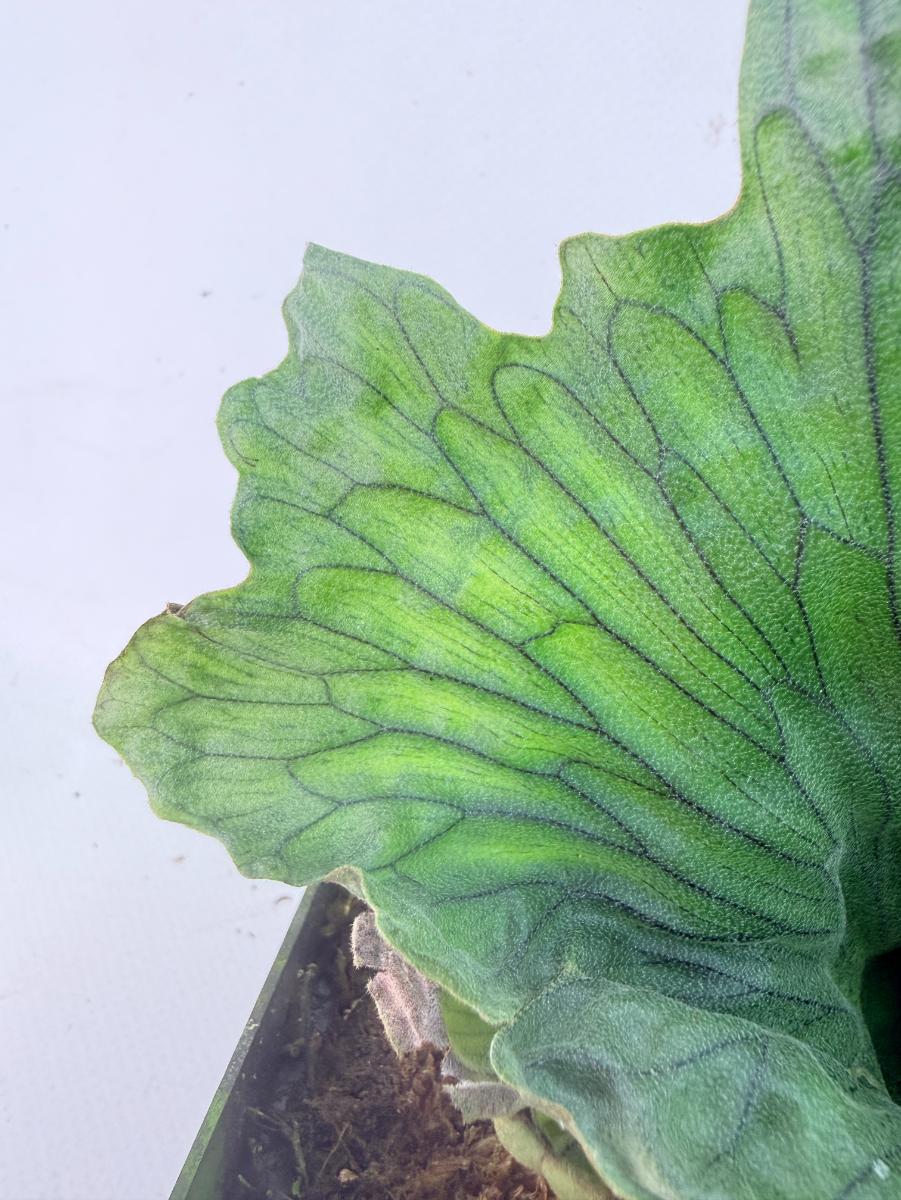 Platycerium Wandae Dwarf & Curling 07