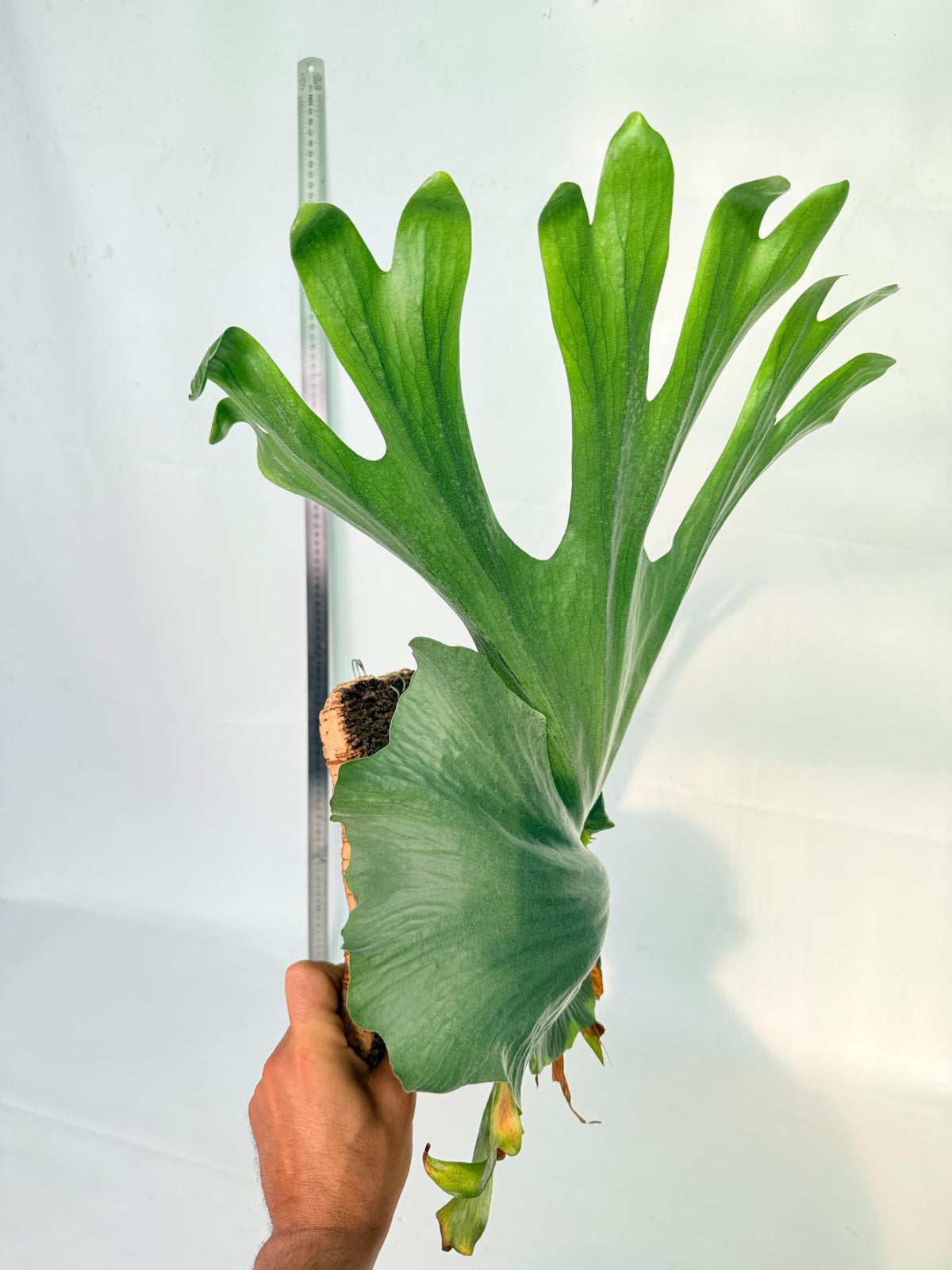Platycerium Wandae + mounted on board 2 