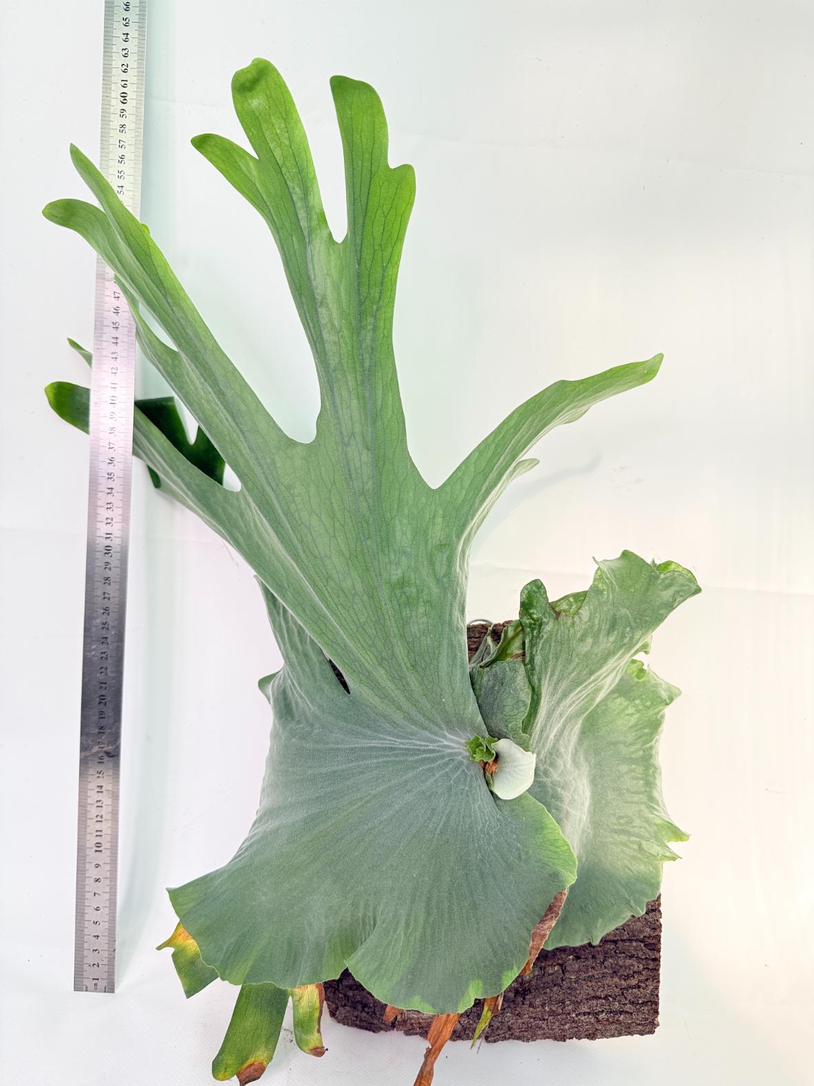 Platycerium Wandae + mounted on board 1