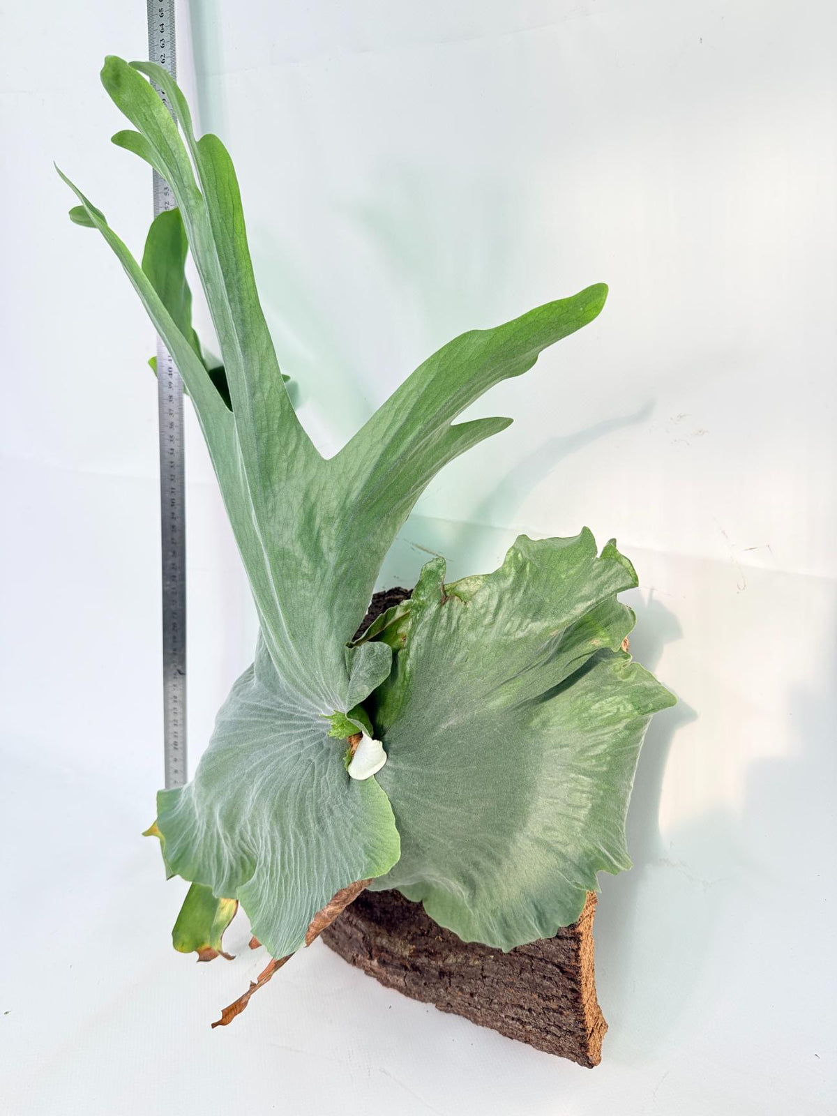 Platycerium Wandae + mounted on board 4