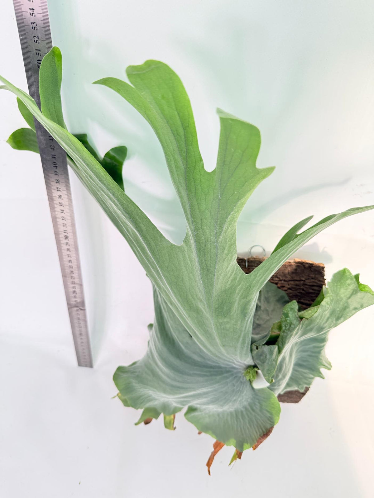 Platycerium Wandae + mounted on board 6