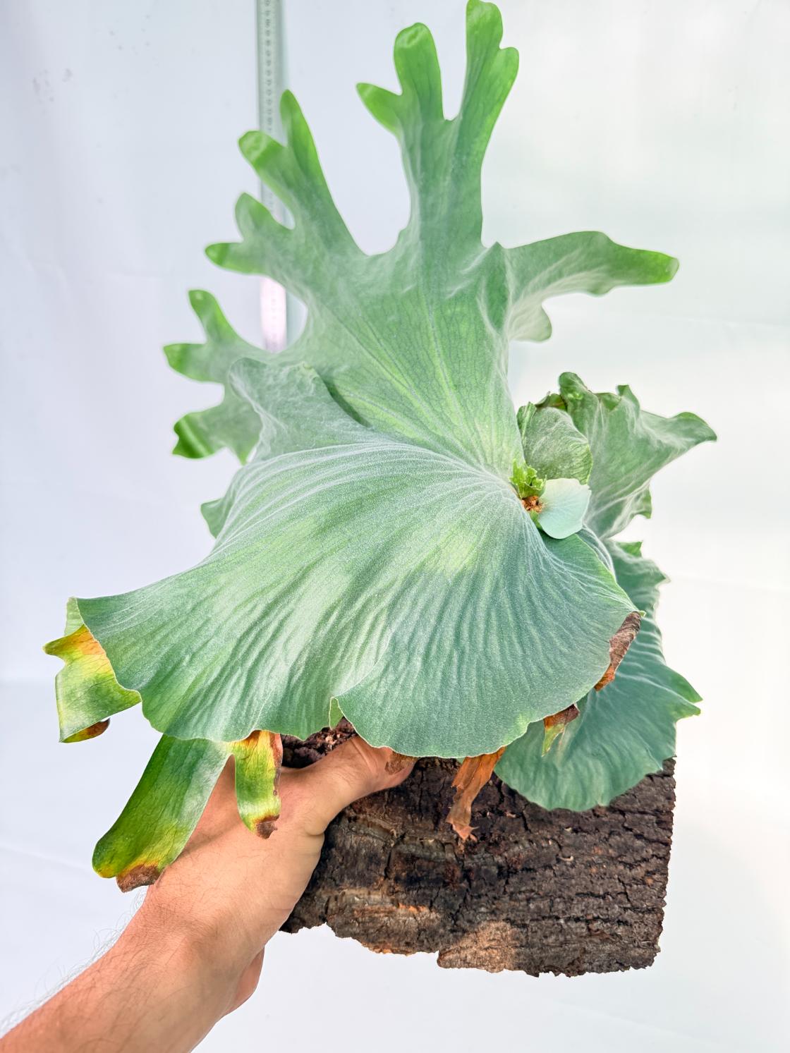 Platycerium Wandae + mounted on board 7