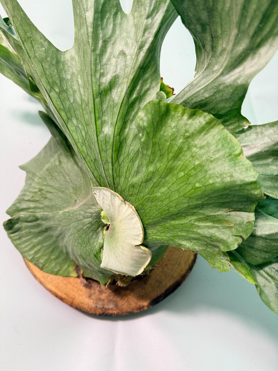 Platycerium Wandae + mounted on the board | Welovetropicalplants