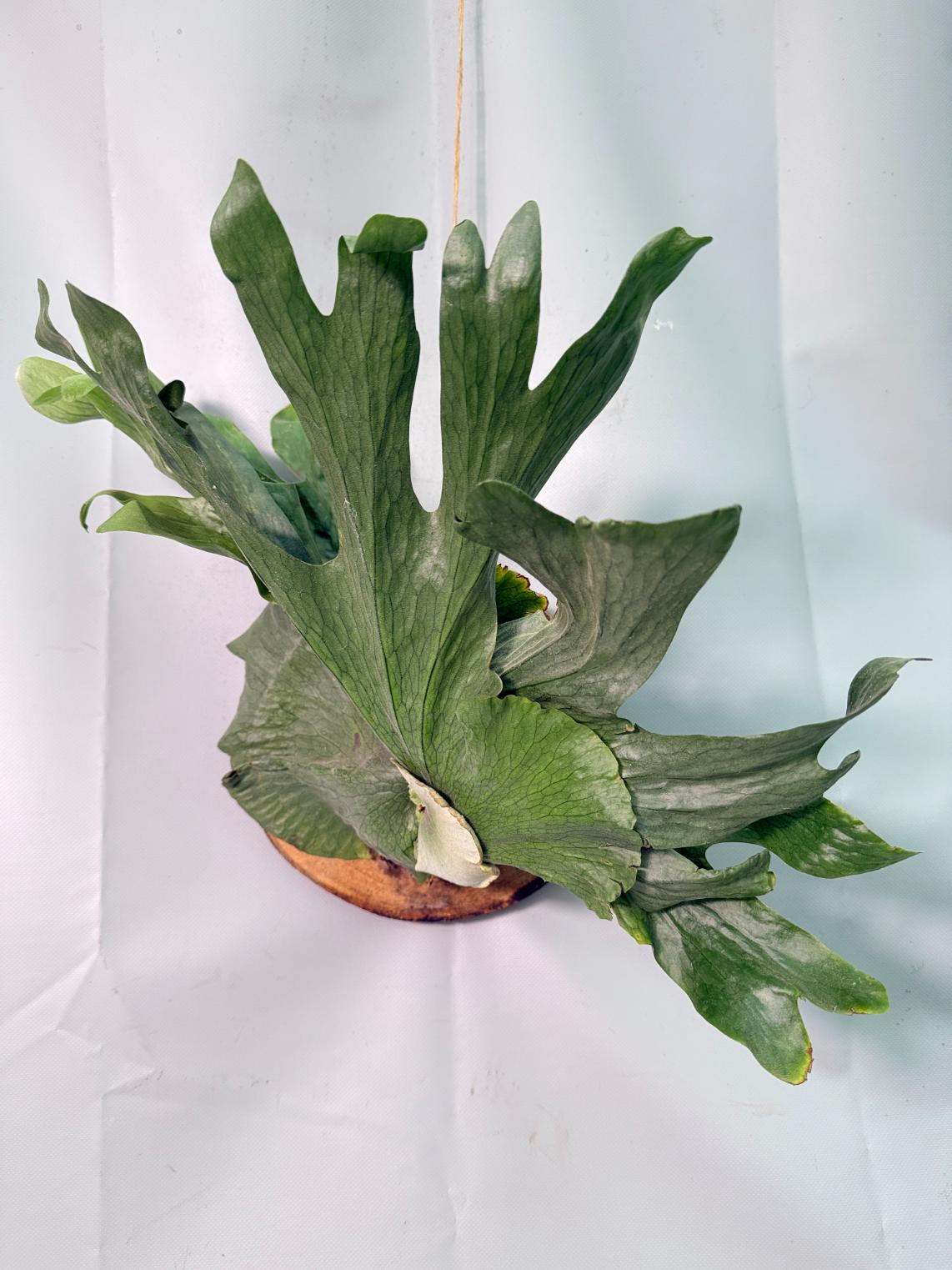 Platycerium Wandae + mounted on the board 01
