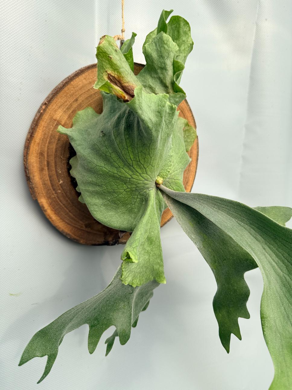 Platycerium Wandae x Veitchii 08